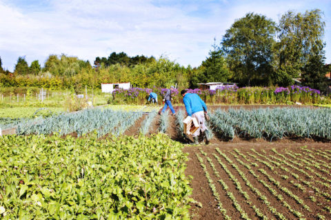 Des potagers dans nos lycées 1 Des potagers dans nos lycées 1